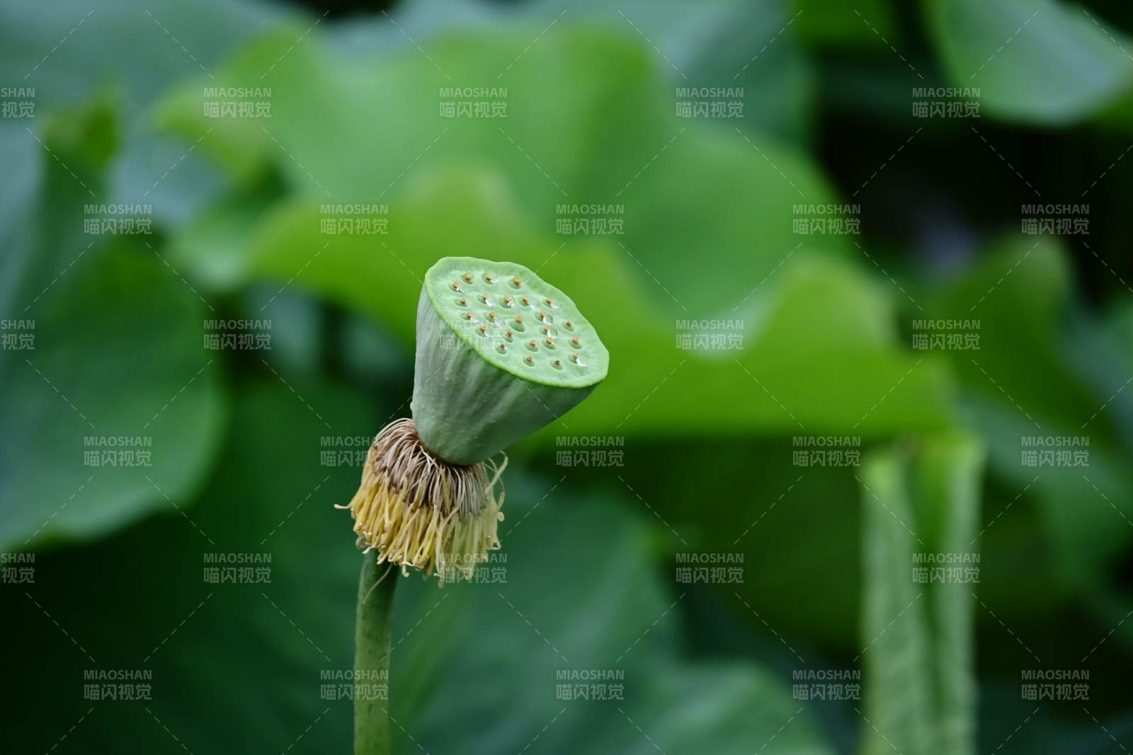 蓮花凋謝后的蓮蓬特寫