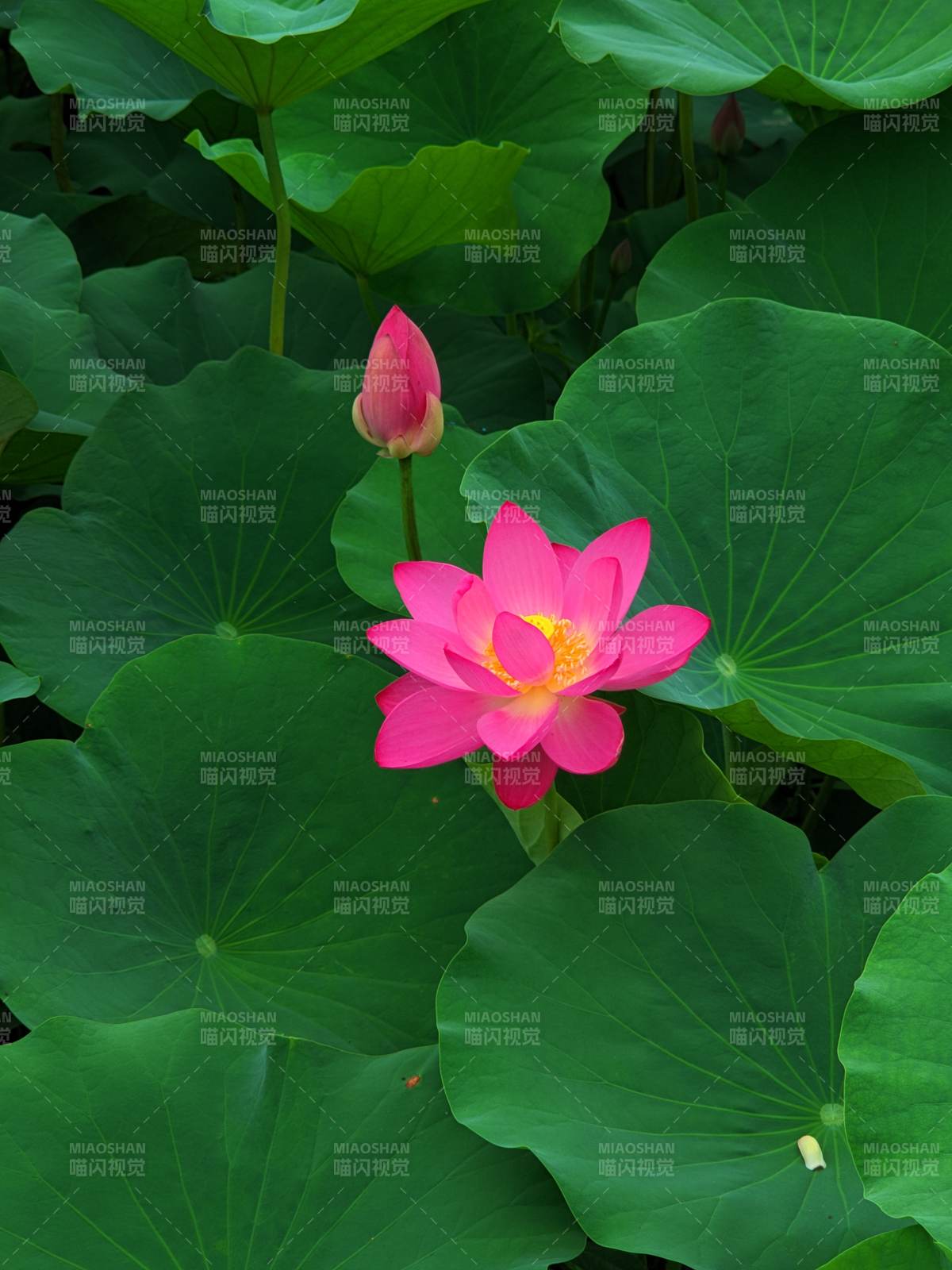 粉紅蓮花綻放綠葉間