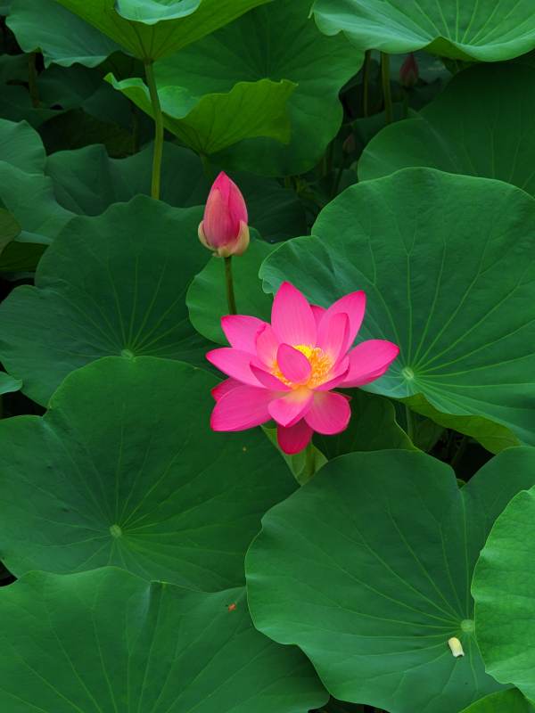 粉紅蓮花綻放綠葉間