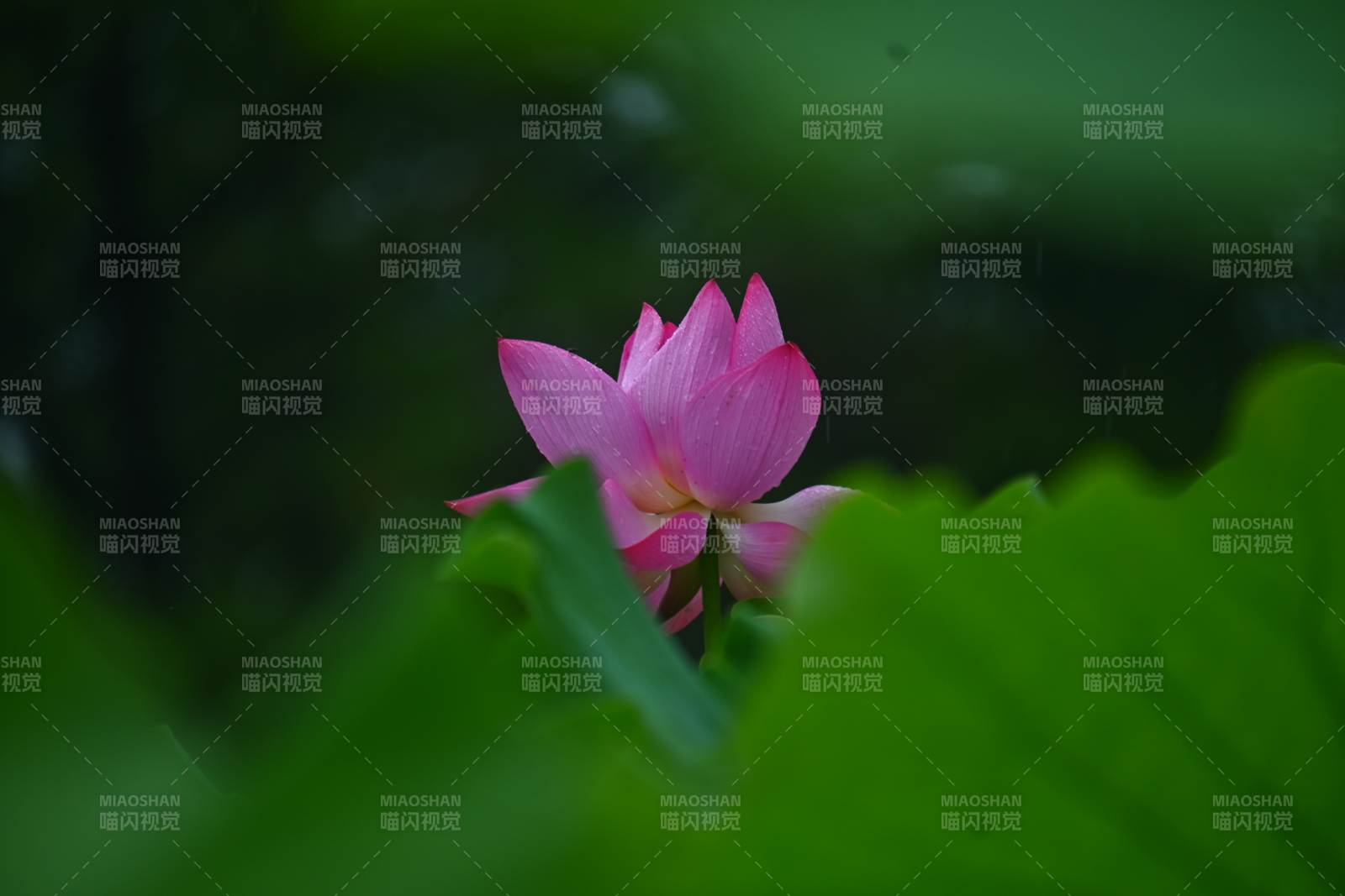 池中粉蓮靜謐綻放