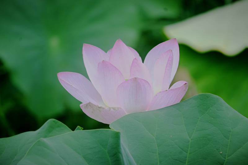 粉色蓮花靜謐綻放