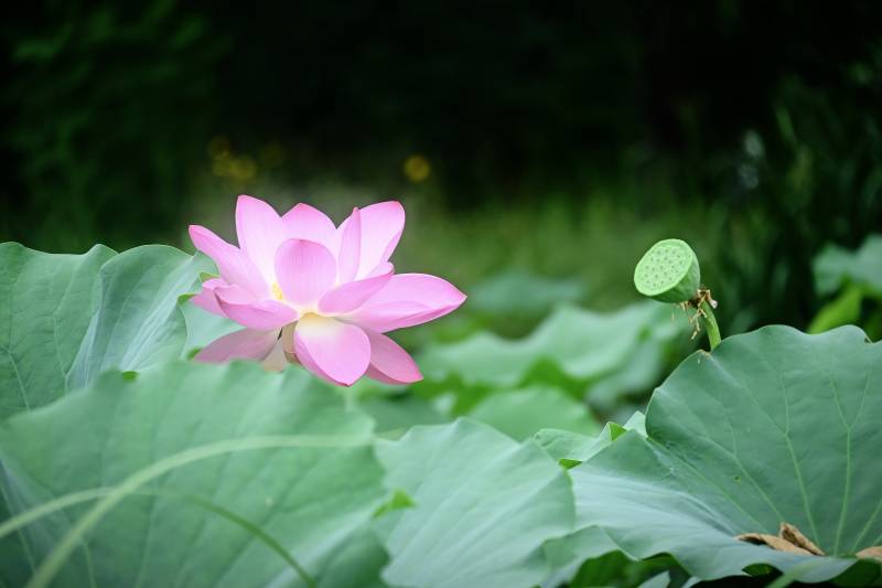 池塘中的粉色蓮花