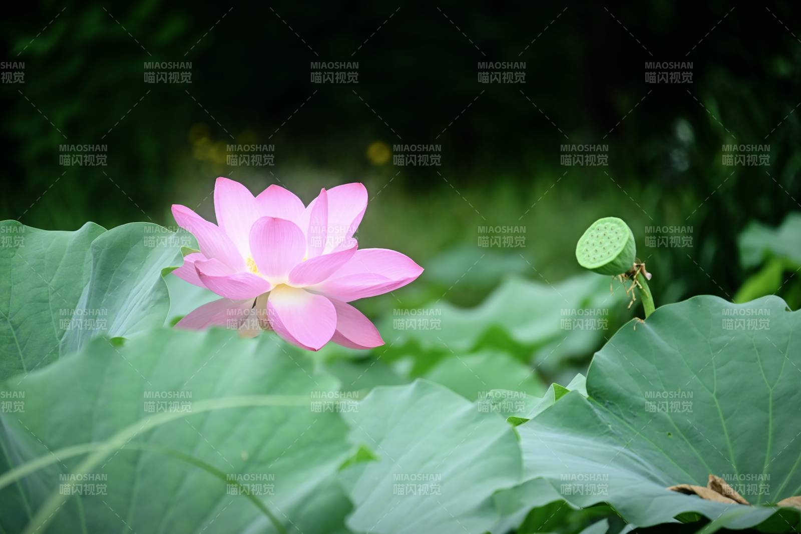 池塘中的粉色蓮花