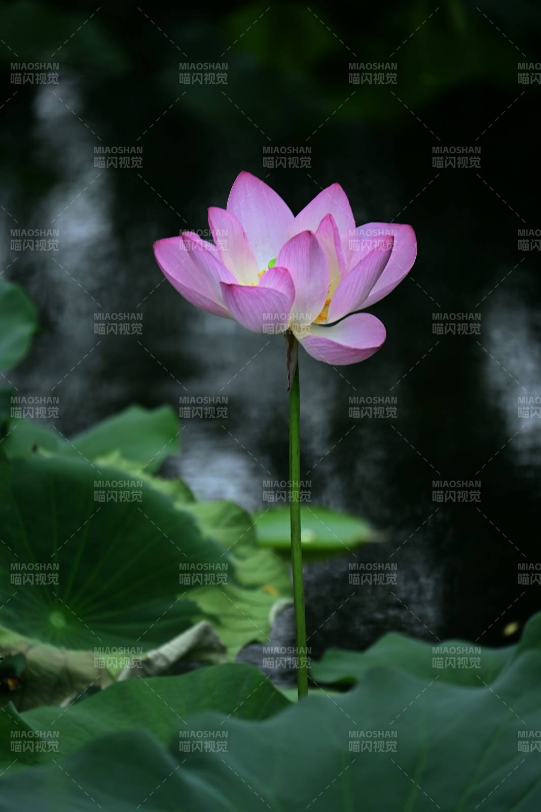 池中蓮花靜謐綻放