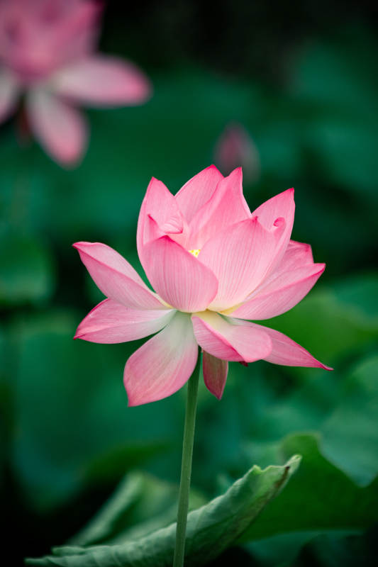 粉嫩蓮花靜謐綻放
