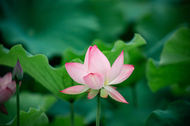 粉嫩蓮花靜謐綻放