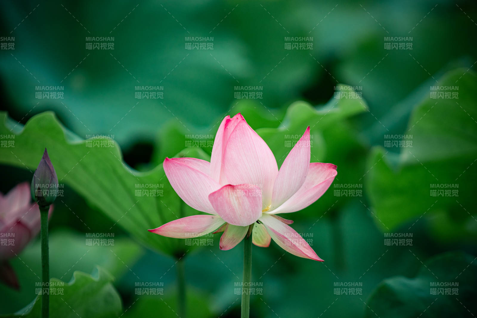 粉嫩蓮花靜謐綻放