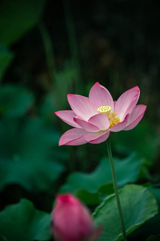 粉蓮靜綻 綠葉相襯