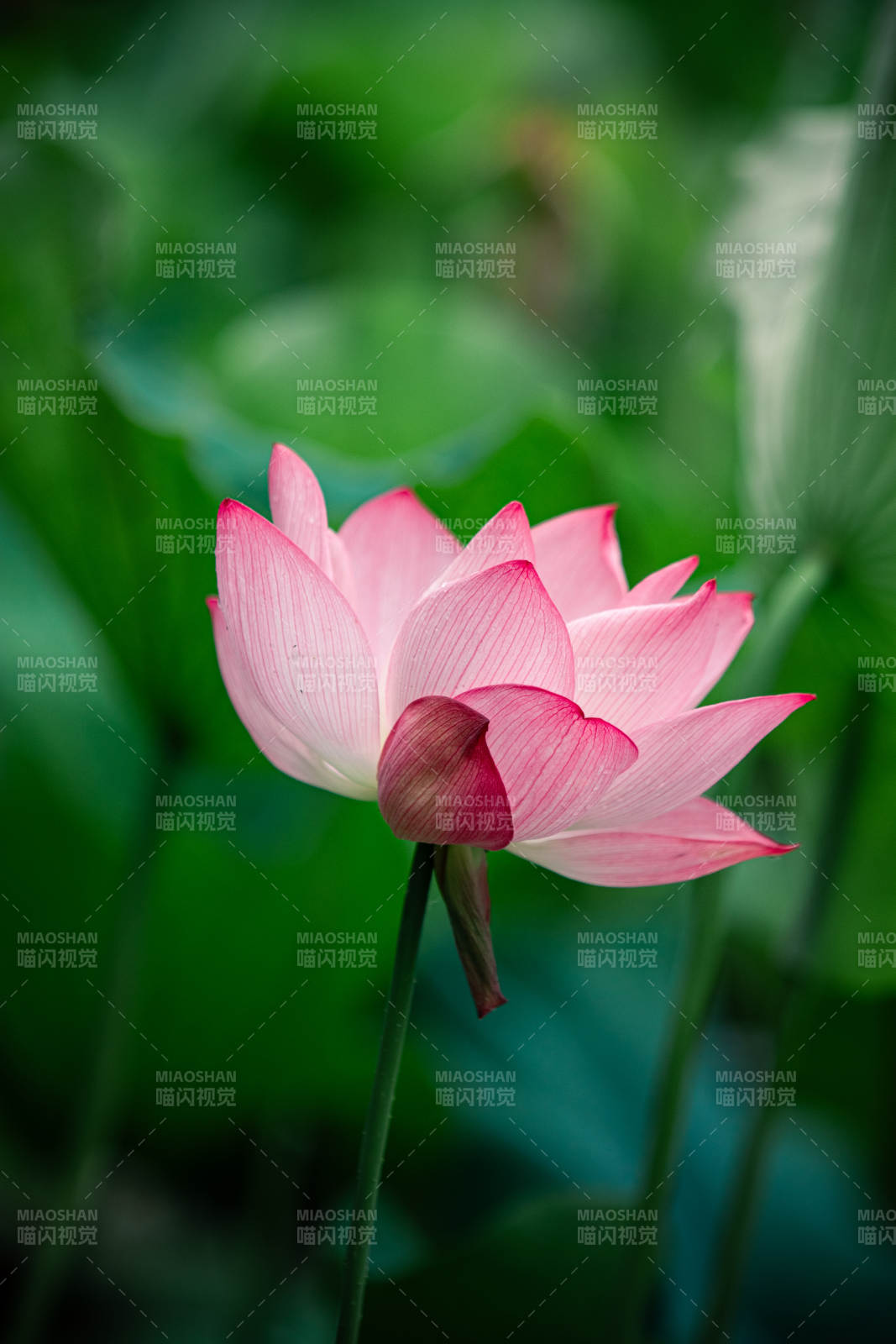 粉嫩蓮花靜謐綻放