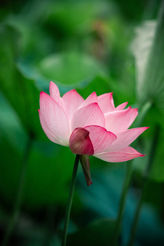 粉嫩蓮花靜謐綻放