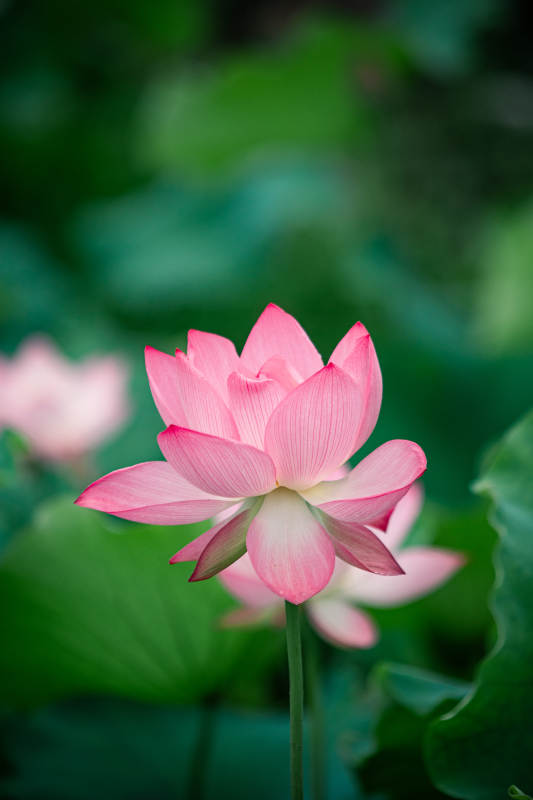 粉嫩蓮花靜謐綻放