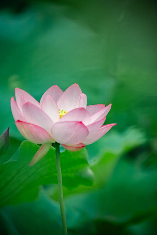 粉嫩蓮花靜謐綻放