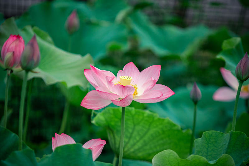 池塘中的蓮花盛開