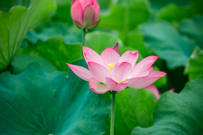 粉色蓮花綻放于綠葉間