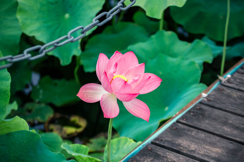 池塘邊的粉色蓮花