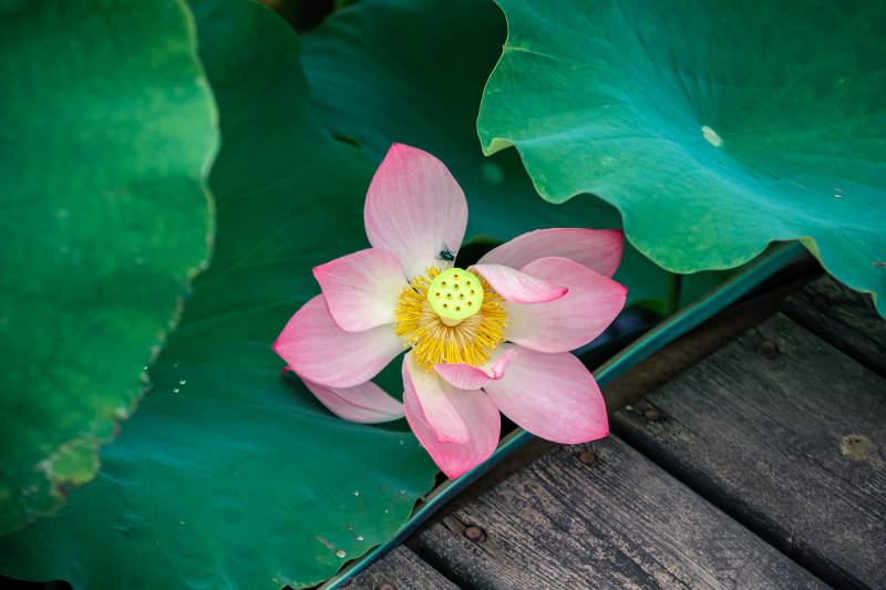 池塘中的蓮花盛開