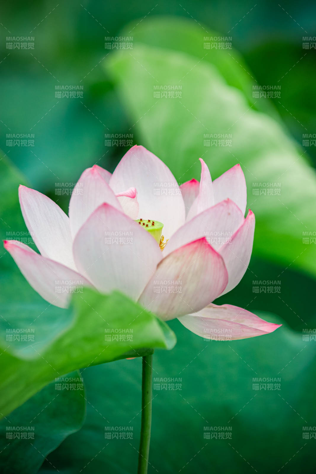 粉色蓮花靜謐綻放