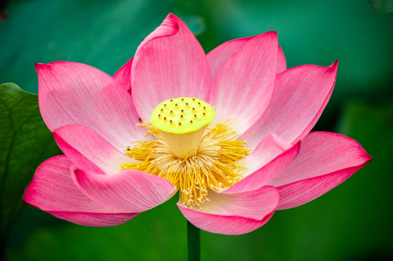粉色蓮花綻放之美