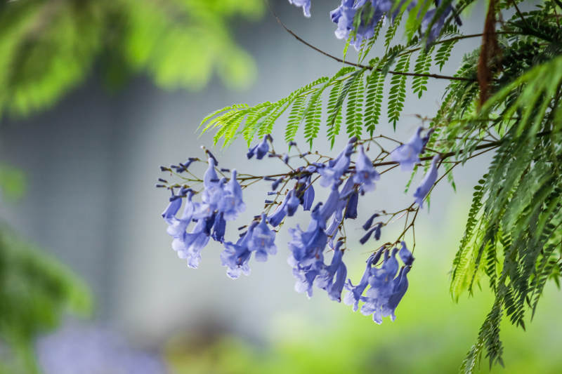 藍花楹的美麗瞬間