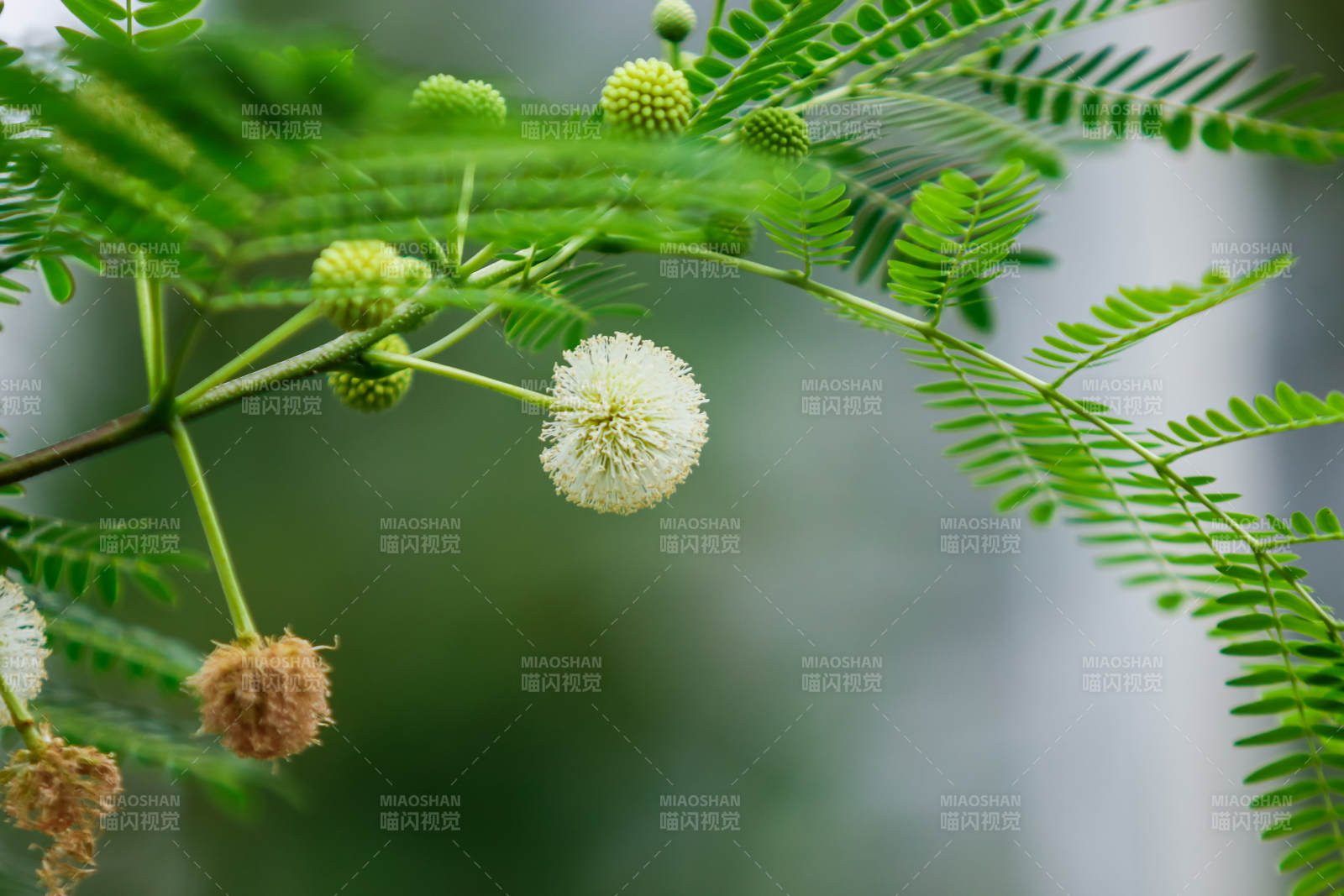 綠葉間的白色小花