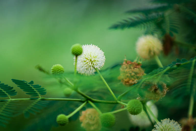 綠葉白花 自然之美