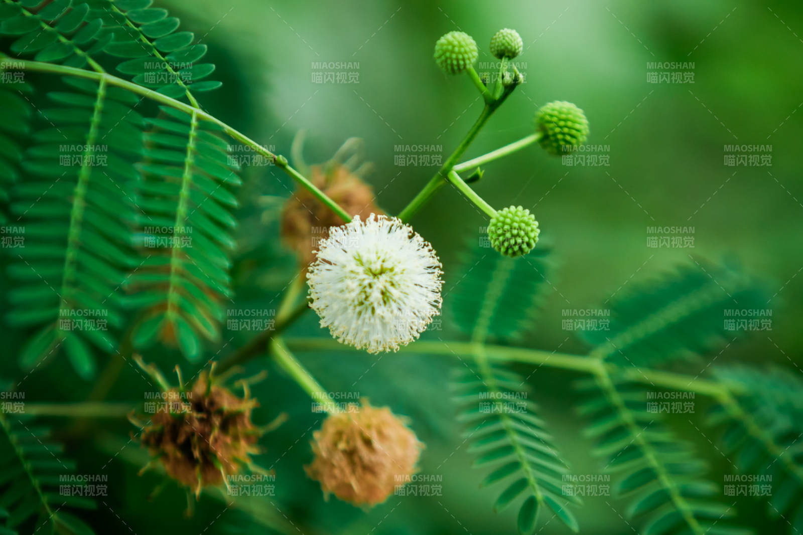綠葉間的白色絨球花