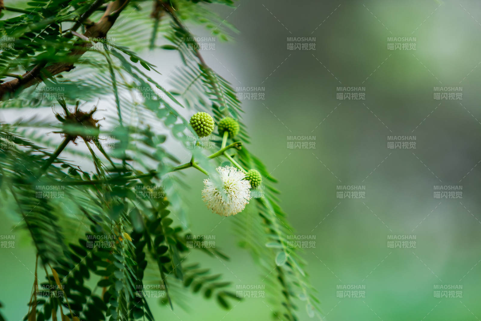綠葉白花 自然之美