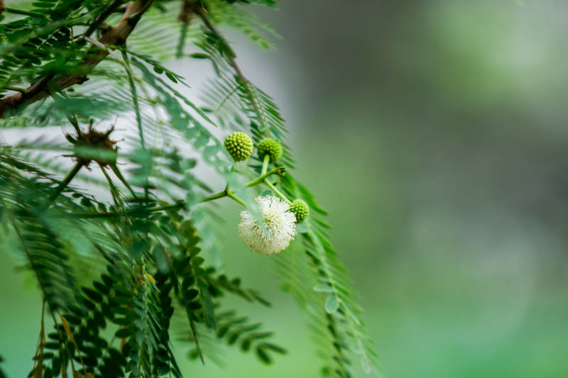 綠葉白花 自然之美