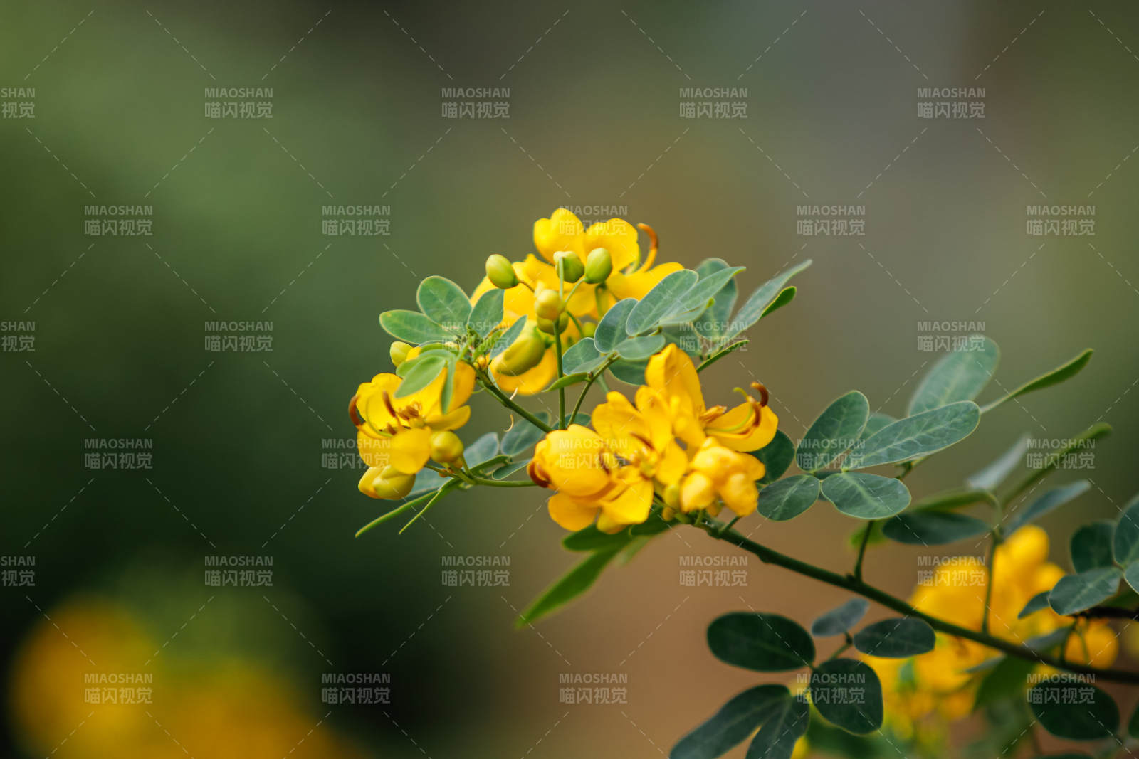 黃花綠葉映春光