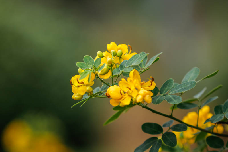 黃花綠葉映春光