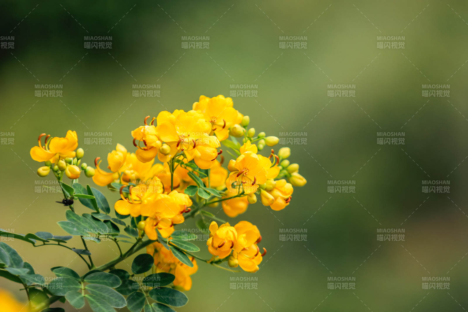 金黃花朵綻放枝頭
