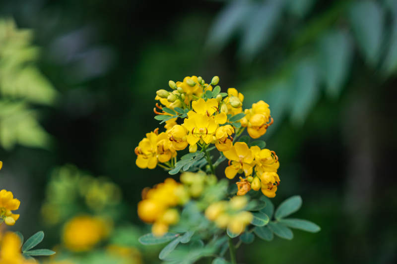黃花綠葉 自然之美