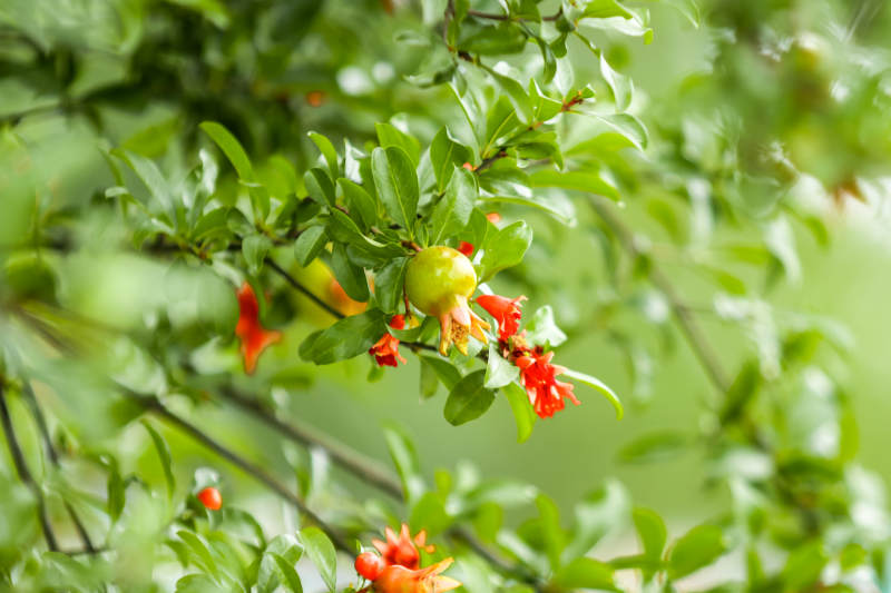 石榴花開 果實初現