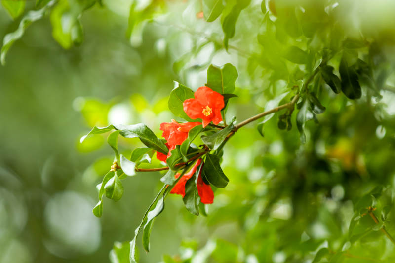 石榴花綻放枝頭綠意濃