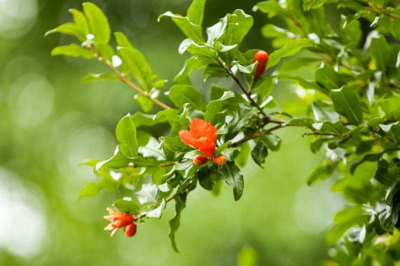 石榴花綻放枝頭綠葉間