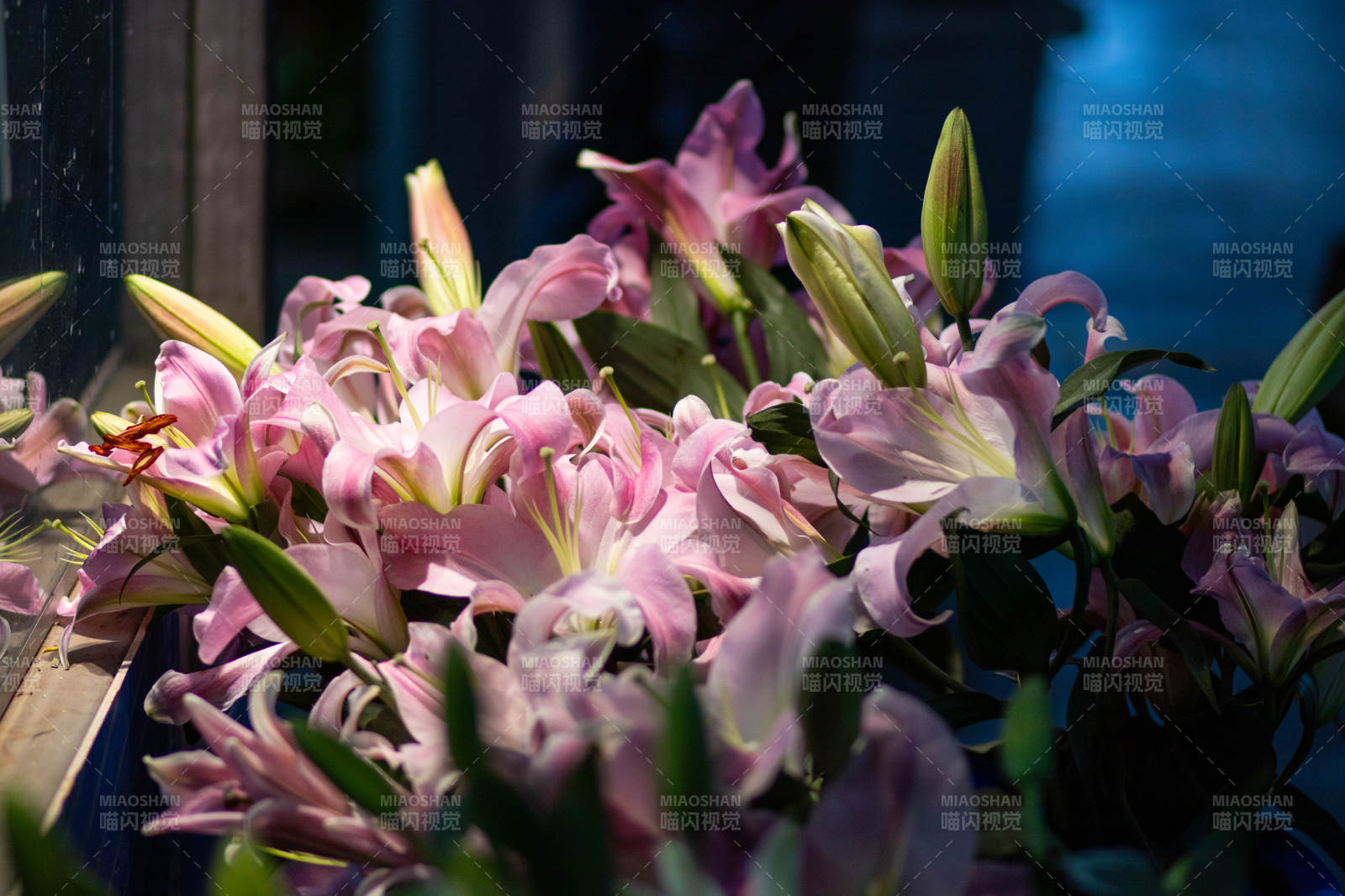 粉色百合花束特寫
