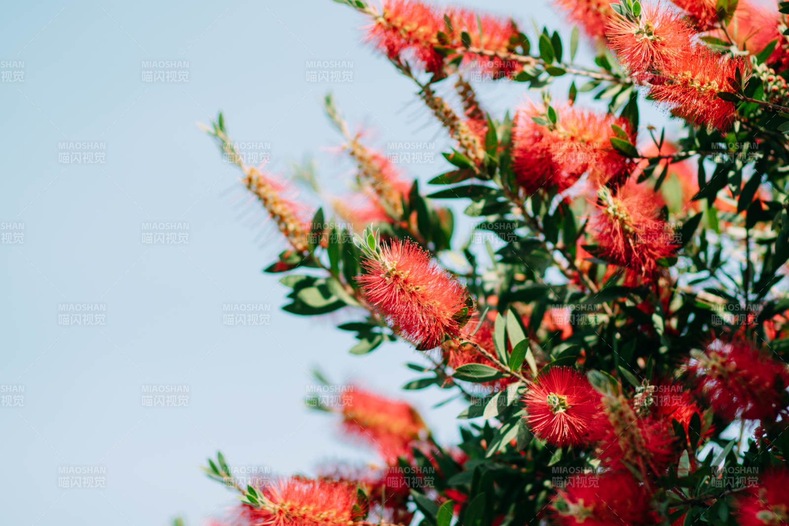 紅花綠葉映藍天