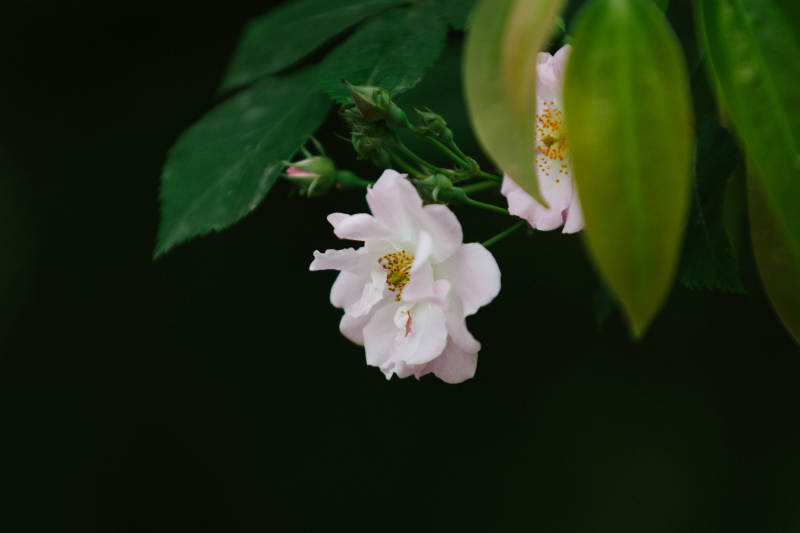 靜謐白花 綠葉相伴