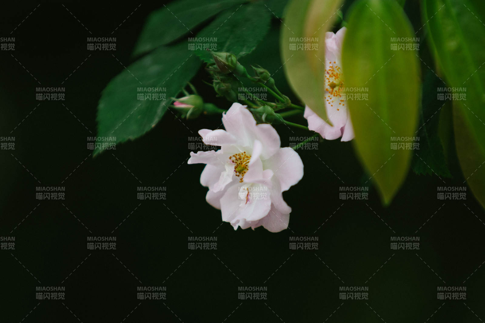 靜謐白花 綠葉相伴