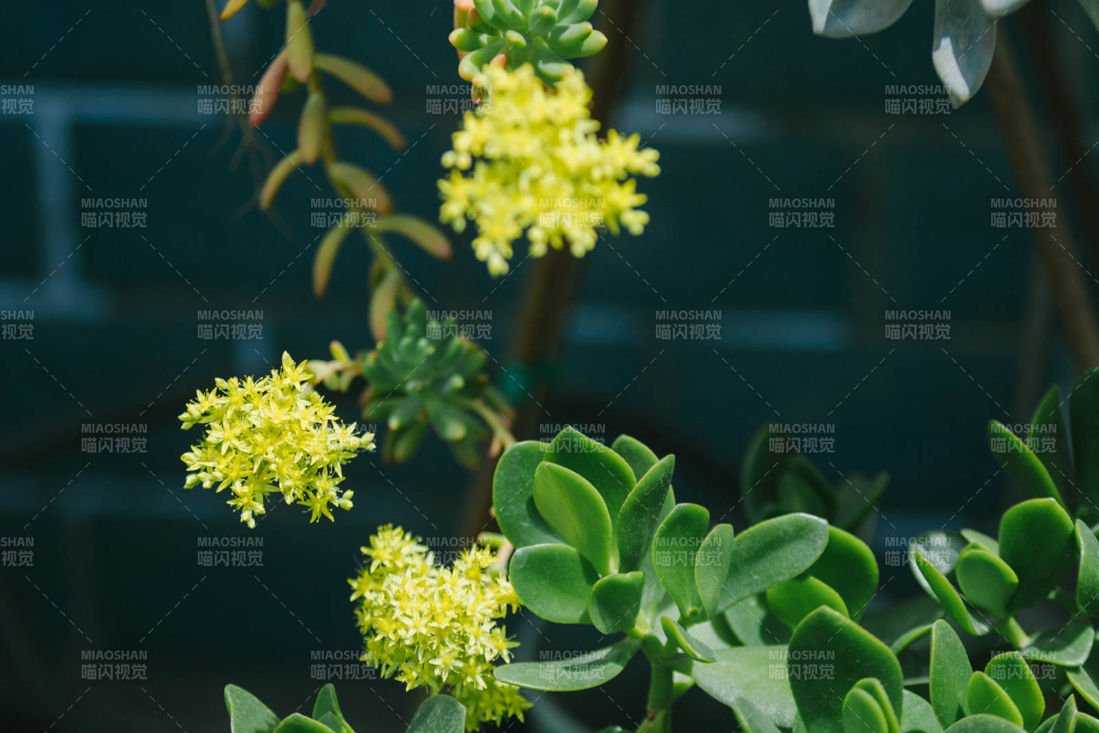 多肉植物的黃色花朵