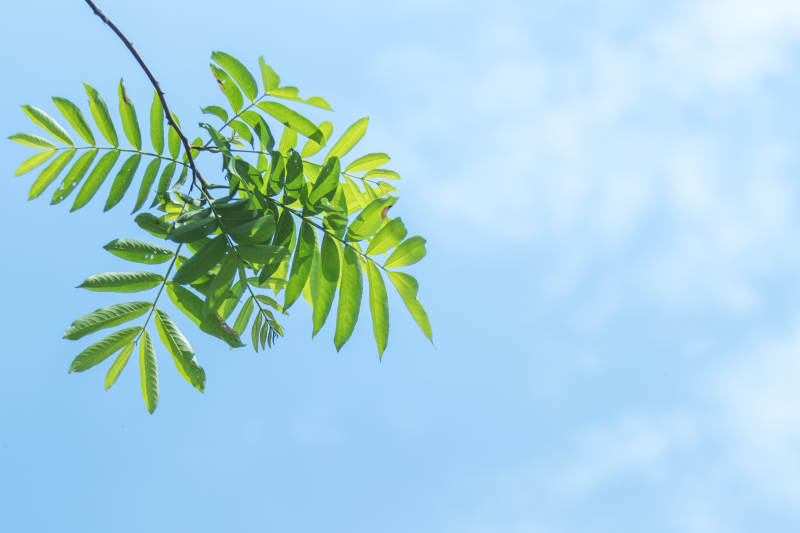 綠葉映藍天 清新自然景