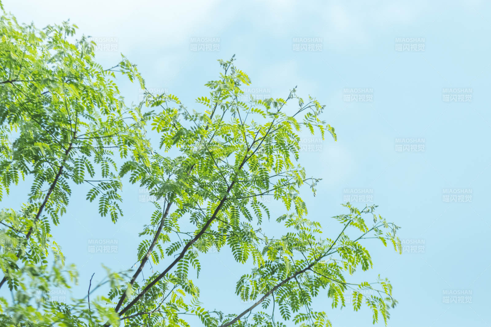 綠葉藍天 清新自然