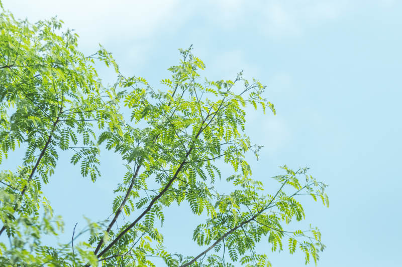 綠葉藍天 清新自然