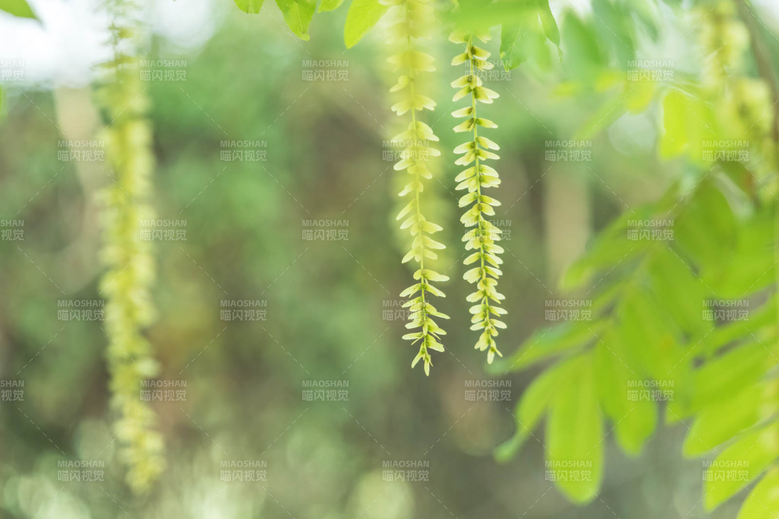 綠葉垂穗 春意盎然