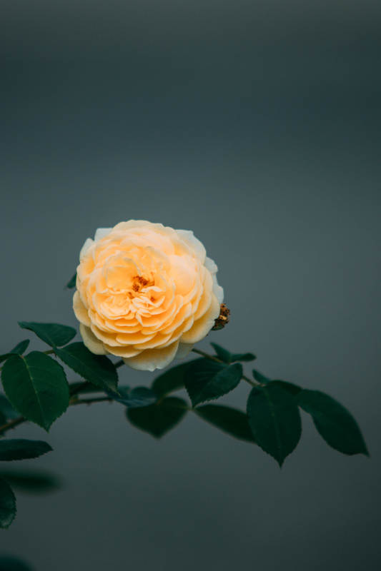 淡雅黃月季花靜謐綻放