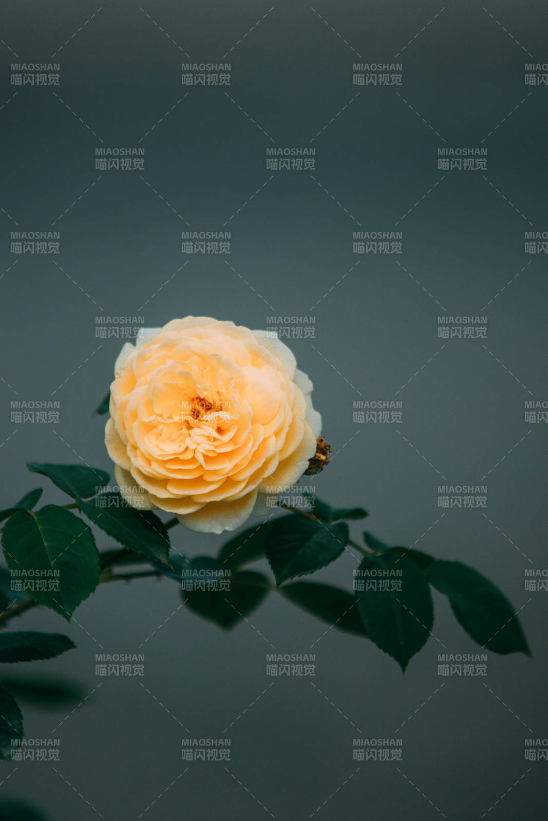 淡雅黃月季花靜謐綻放