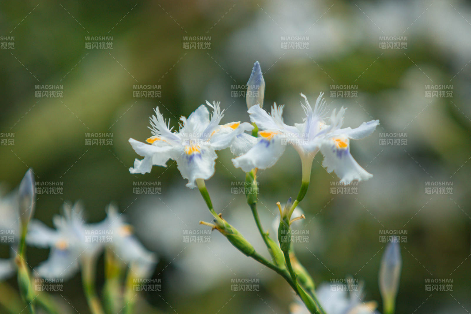 白色鳶尾花的優(yōu)雅綻放