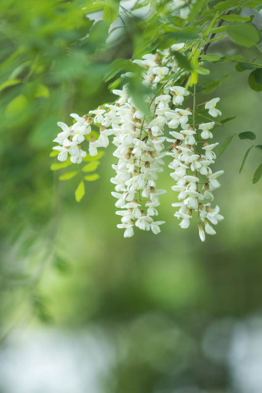 槐花綻放 綠意盎然