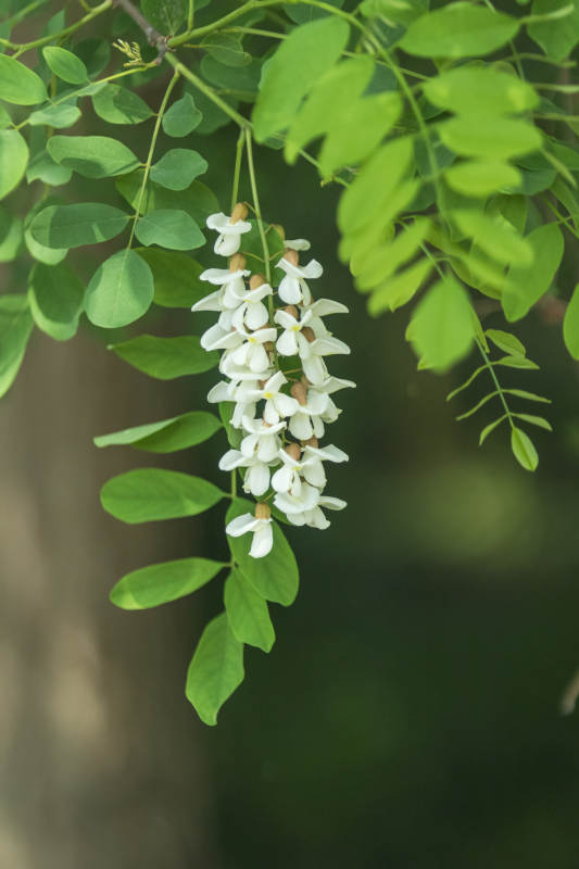 槐花綻放 綠葉相伴