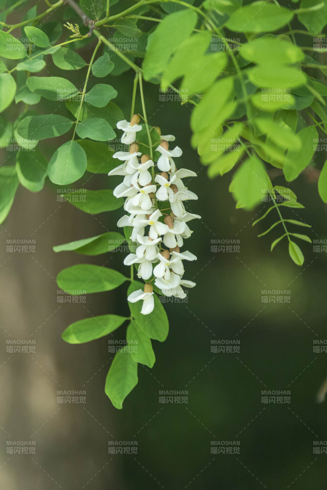 槐花綻放 綠葉相伴